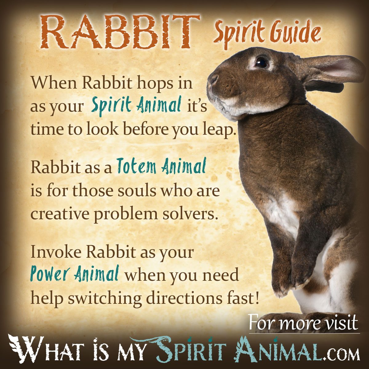 Introduction to Rabbit Spirit Animal - My Love Coaching Journey